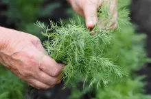 Fresh dill grows in the garden. The woman‘s hands plucked the dill into a bunch. Growing fresh herbs. Green plants in the garden, ecological farming for the production of healthy food concept.