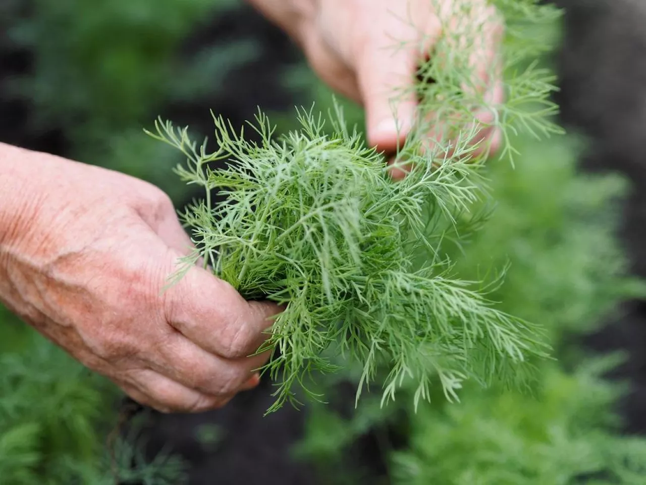 Fresh dill grows in the garden. The woman‘s hands plucked the dill into a bunch. Growing fresh herbs. Green plants in the garden, ecological farming for the production of healthy food concept.