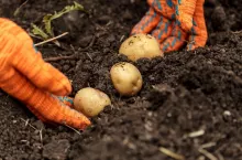 Potatoes in hands on soil background