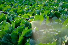 Sprayer spray Insecticide and chemistry on cabbage vegetable plant