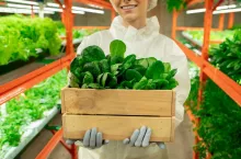 Young gloved female agroengineer in protective workwear holding wooden box with green spinach seedlings inside vertical farm