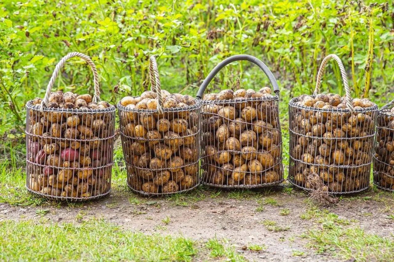 A potatoes in baskets of metal mesh in the vegetable garden. The concept of collecting and storing vegetables. Agricultural environmentally friendly product. Autumn harvest. Organic farm.