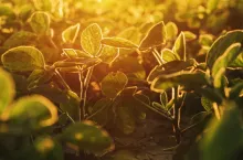 Organic soybean field in sunset, selective focus
