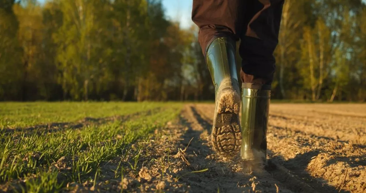 Close-up of a farmer‘s feet in rubber boots walking down a farmer field dust rising from shoes. Low angle. One part is sown, the second part is not sown.