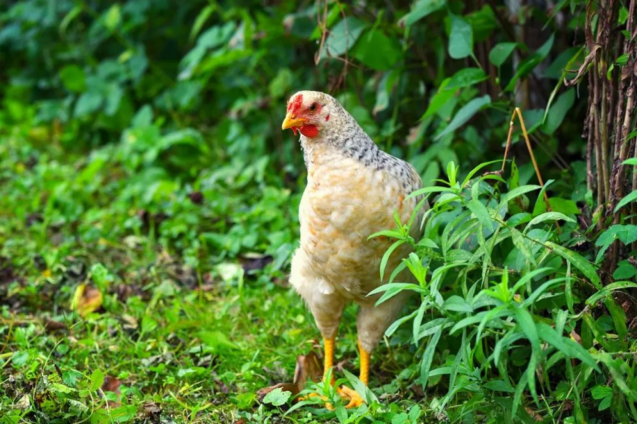 Hen in field organic farm. Free range chicken on a farm yard.