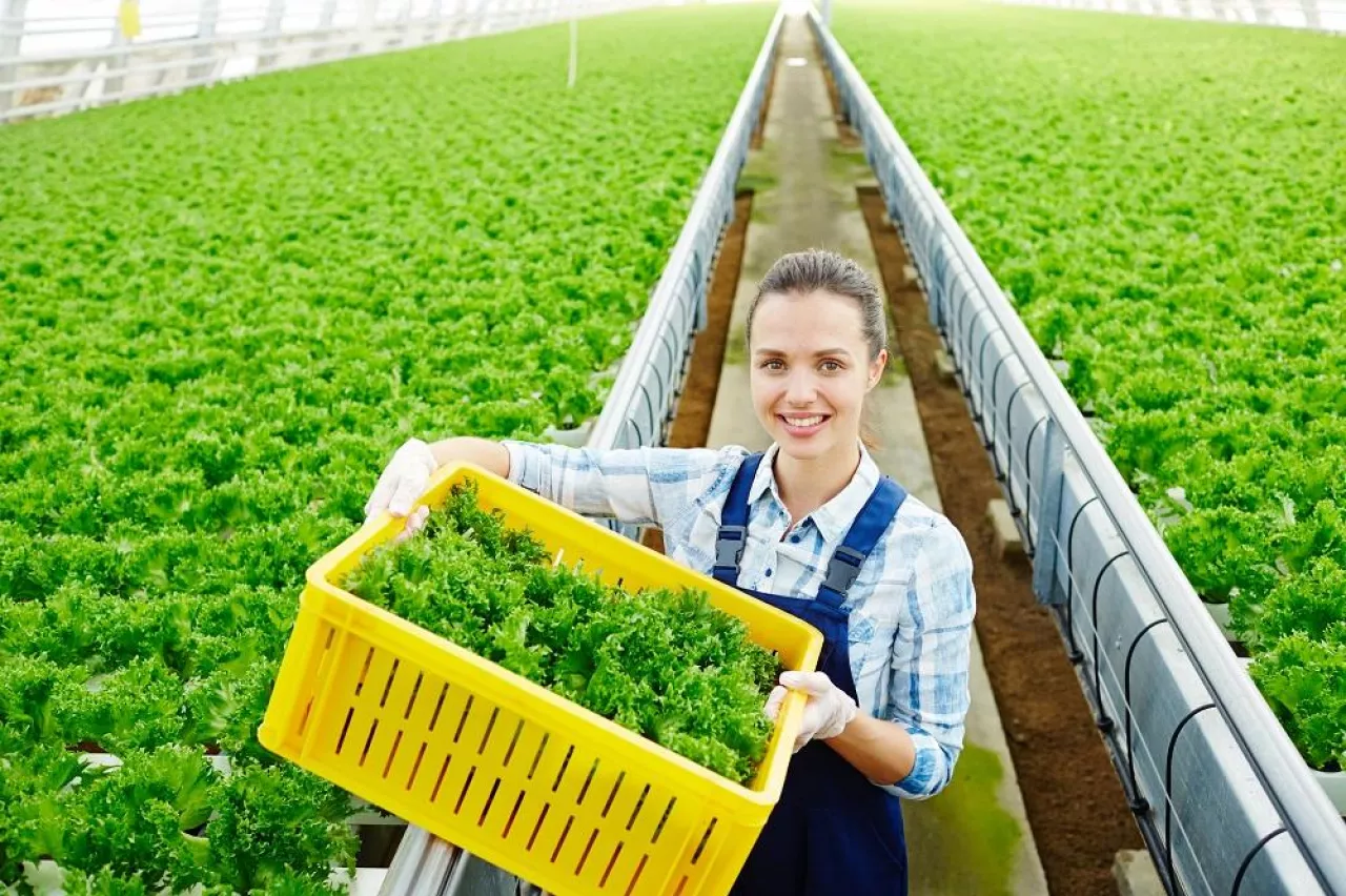 Happy young woman in uniform box of lettuce walking along aisle between plantations in greenhouse