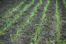 plant of onion in rows at field
