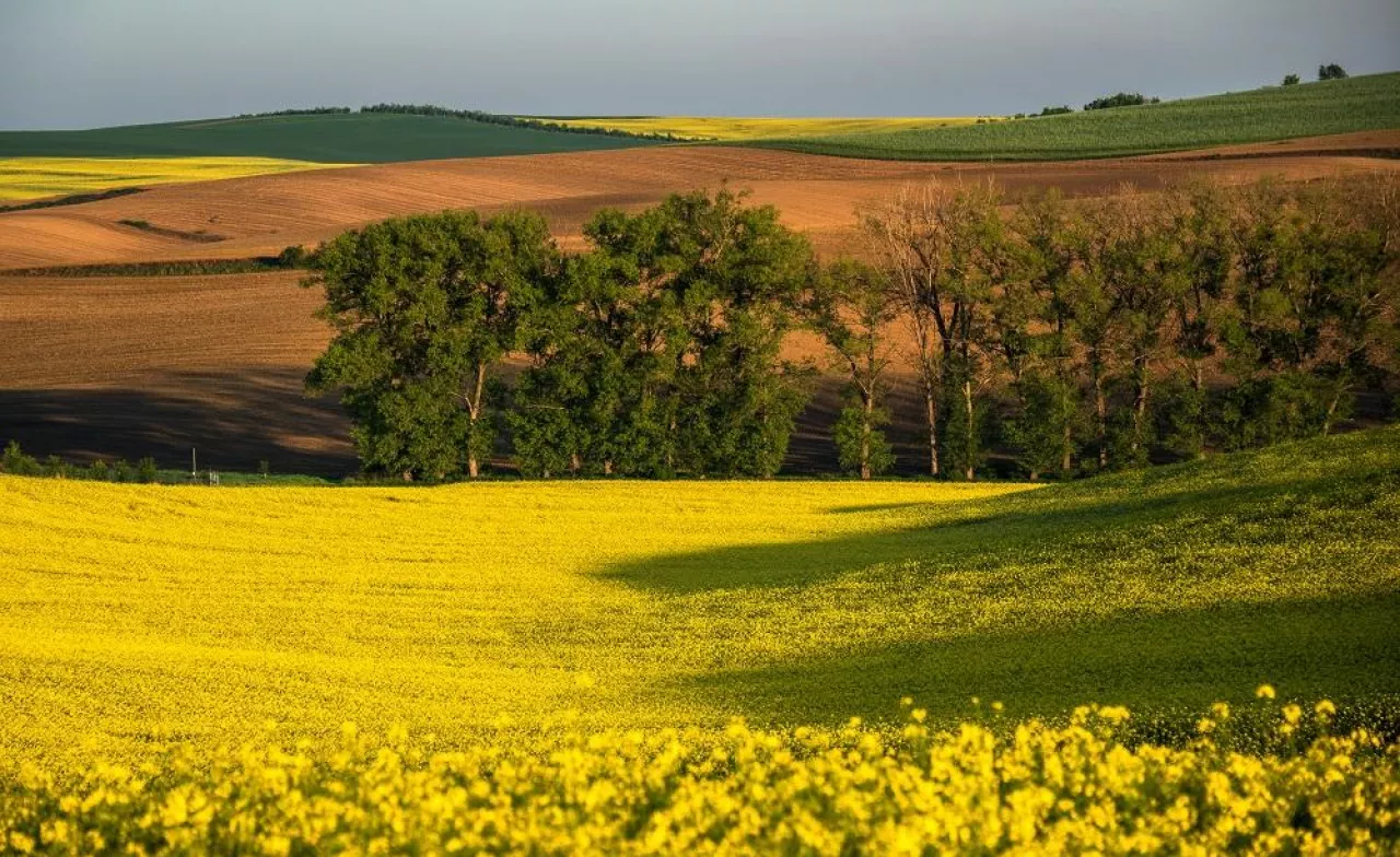 South Moravia landscape and farmland in the spring with rapeseed in the fields.
