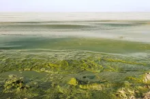 Polluted water in lake or river has intensive green color. Algal bloom is a result of environmental pollution that leads to global warming and climate change on the Planet. Green waves are crushing.