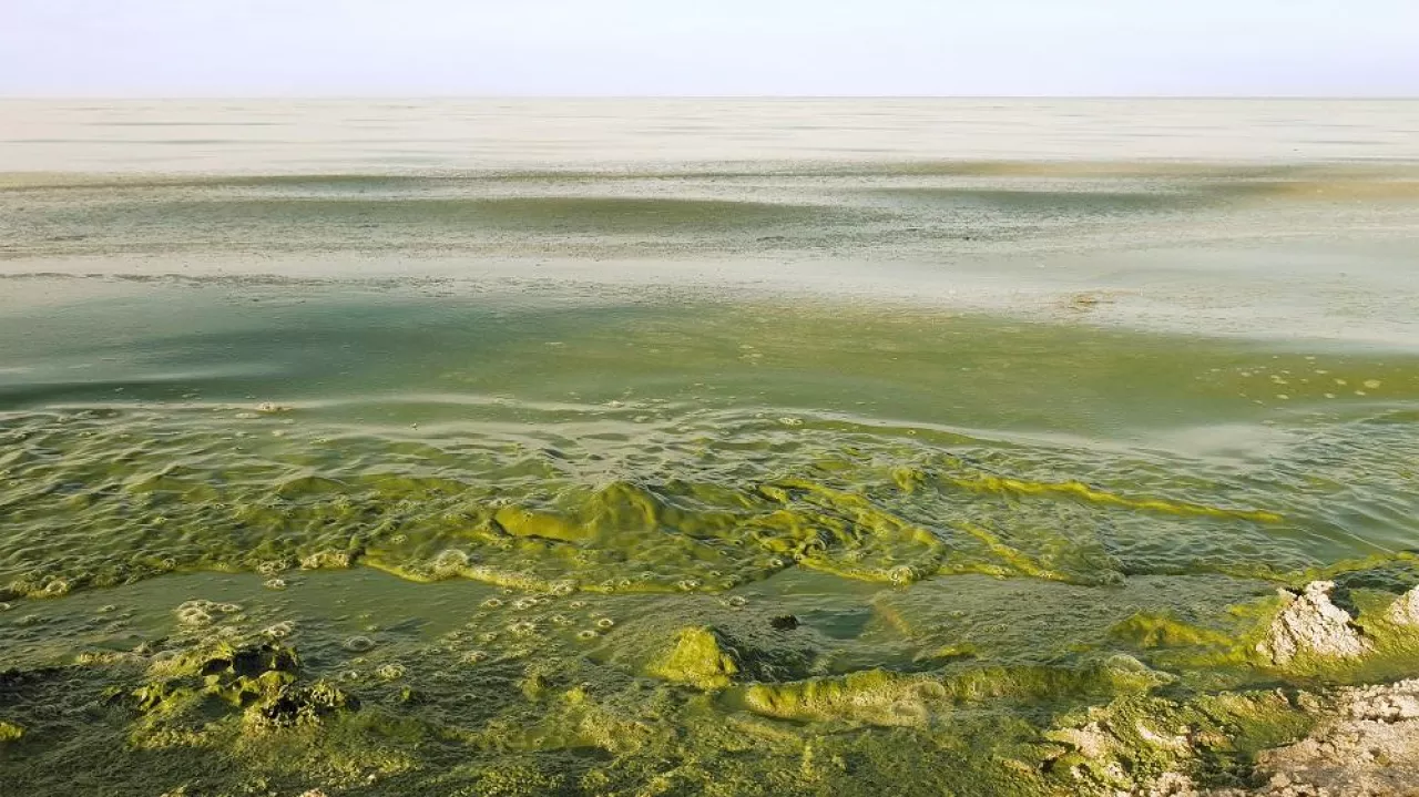 Polluted water in lake or river has intensive green color. Algal bloom is a result of environmental pollution that leads to global warming and climate change on the Planet. Green waves are crushing.