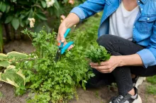 Woman picking spicy herb parsley growing in the garden. Growing parsley for healthy nutrition, medicine and cosmetology