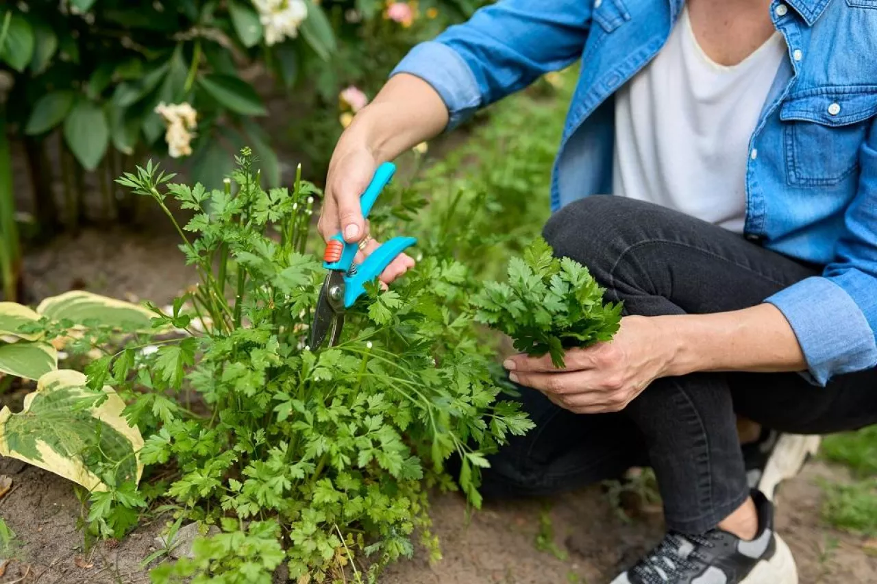 Woman picking spicy herb parsley growing in the garden. Growing parsley for healthy nutrition, medicine and cosmetology
