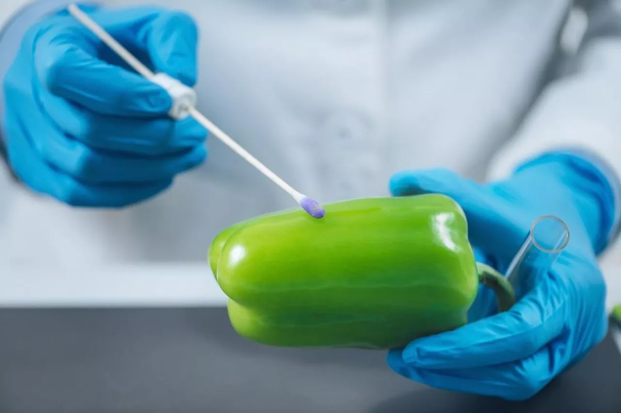 Food quality control. Biologist examining presence of pesticides in green bell pepper vegetable in laboratory