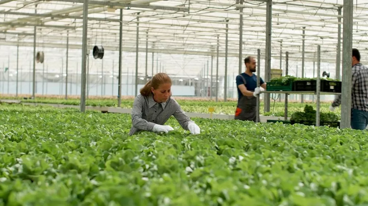 Agronomist businesswoman working in hydroponics greenhouse plantation analyzing cultivated fresh salads before delivering to customer as agronomy production. Concept of agriculture