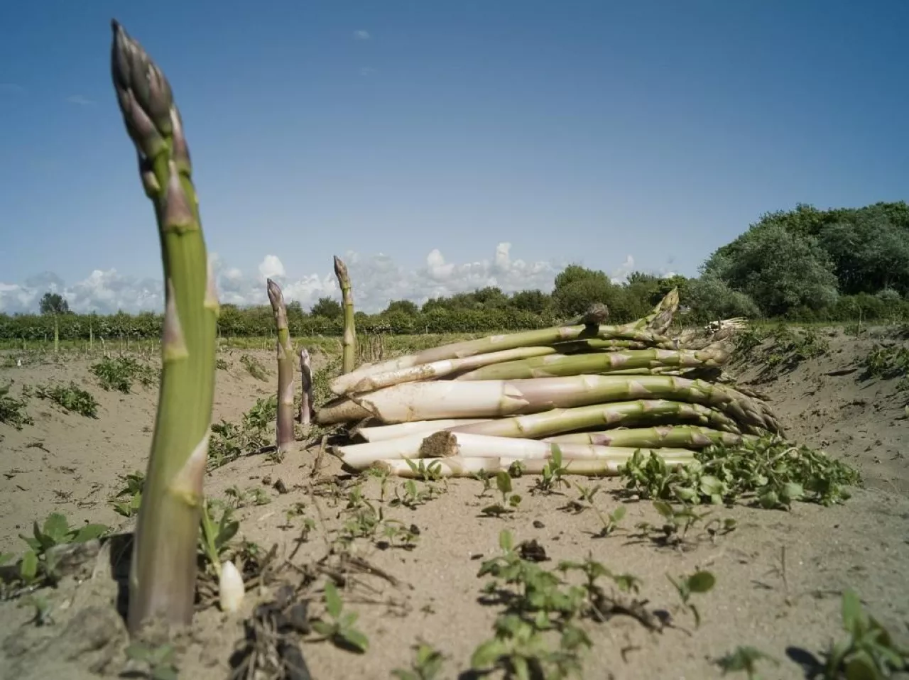 Asparagus growing in sandy field, Formby, England