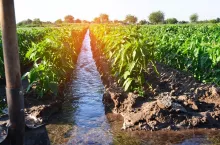 watering of agricultural crops, countryside, irrigation, natural watering, village