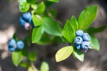 ripe blueberry twig close up