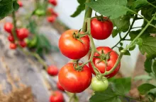Ripe tomato plant growing in greenhouse. Fresh red vegetable hanging on branch. Organic vegetable production.