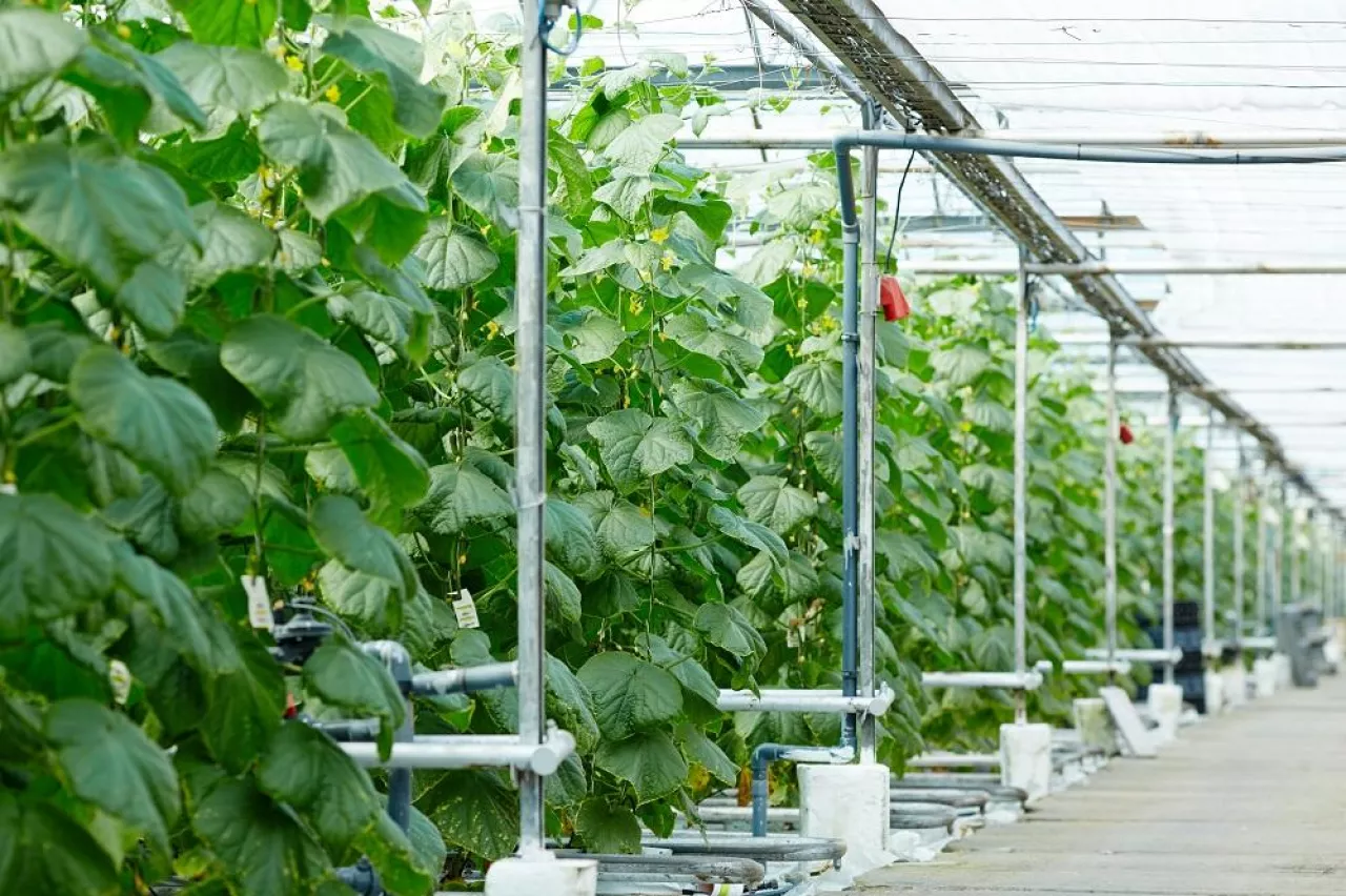 Long plantation of growing cucumbers in vast modern greenhouse