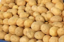 Young potatoe harvest close up. Pile of potatoes at farmers market. Food production industry.