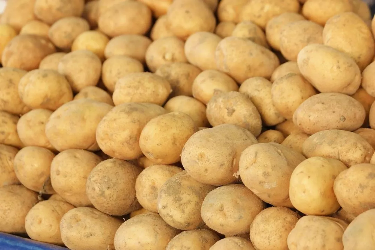 Young potatoe harvest close up. Pile of potatoes at farmers market. Food production industry.