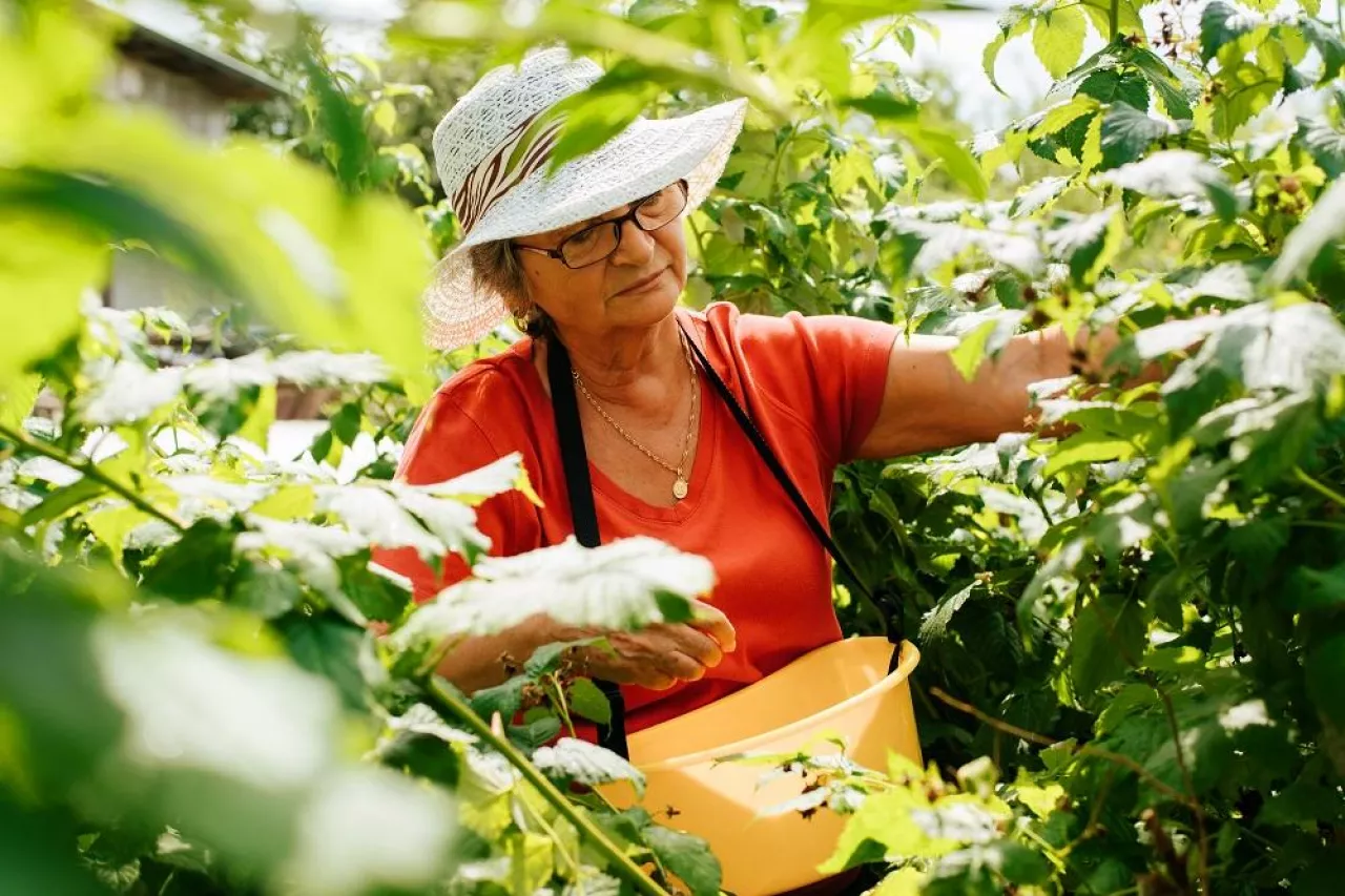 Senior woman farmer in hat and glasses harvesting in garden, picking raspberries in bucket outdoors, retired woman hobby gardening, sunny day. One elderly woman working on a farm.