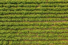 Aerial view of blooming potatoes crops on field. Agriculture and cultivation concept