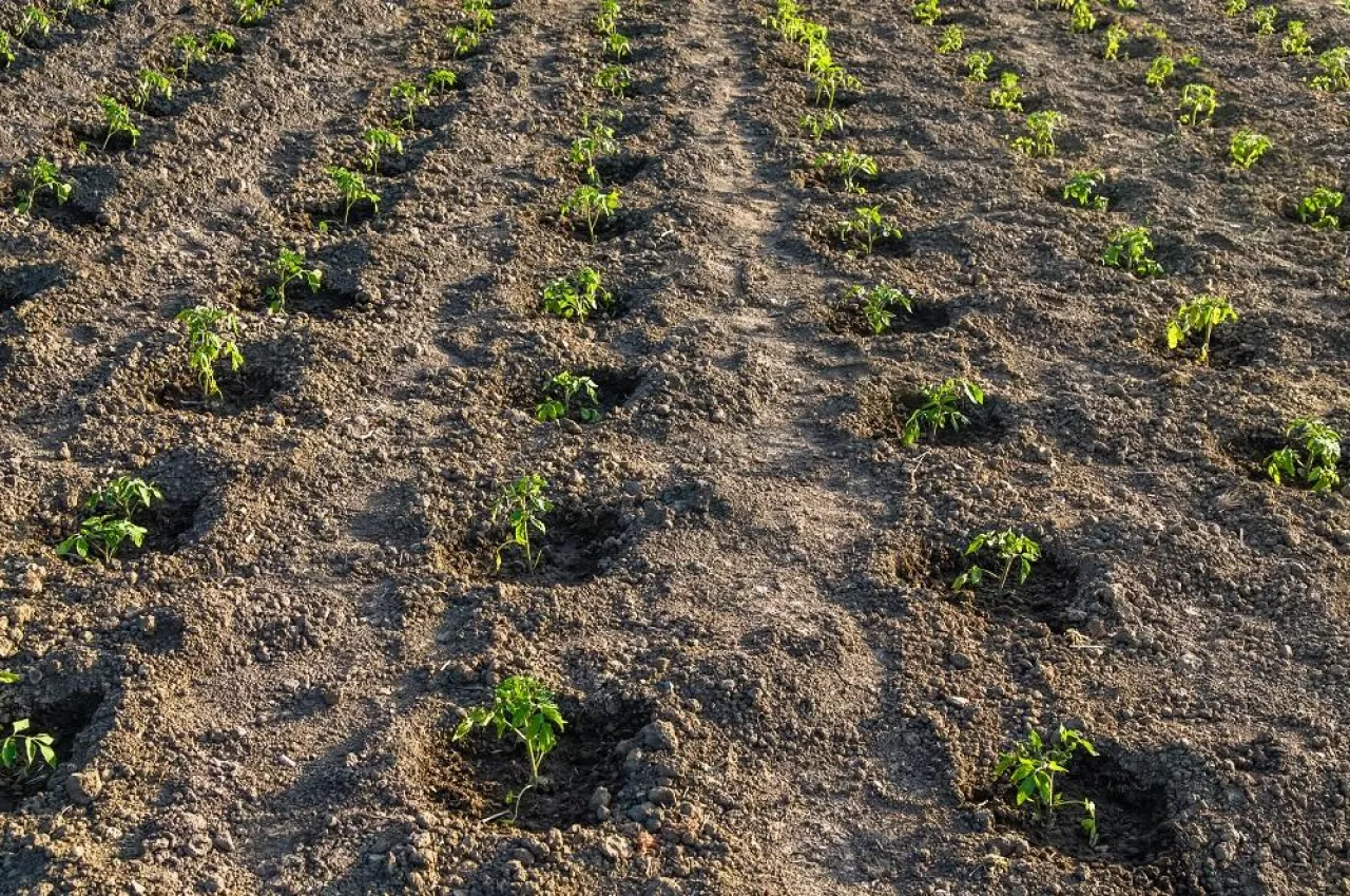 Potato field, young seedlings, in early spring