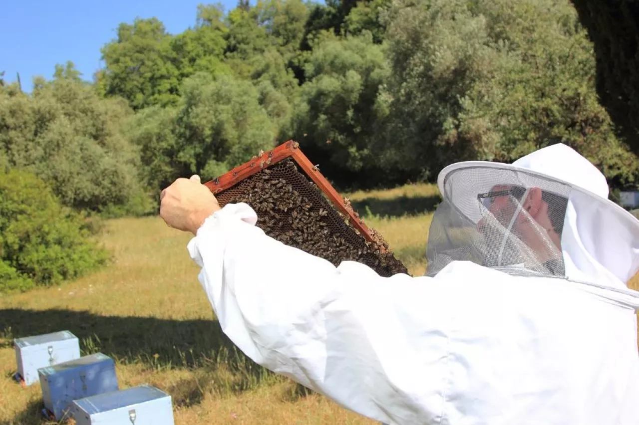 bee keeper with bee colony