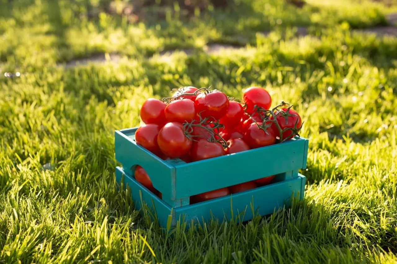Red tomatoes lie in blue wooden box on green grass backlit by sunlight.