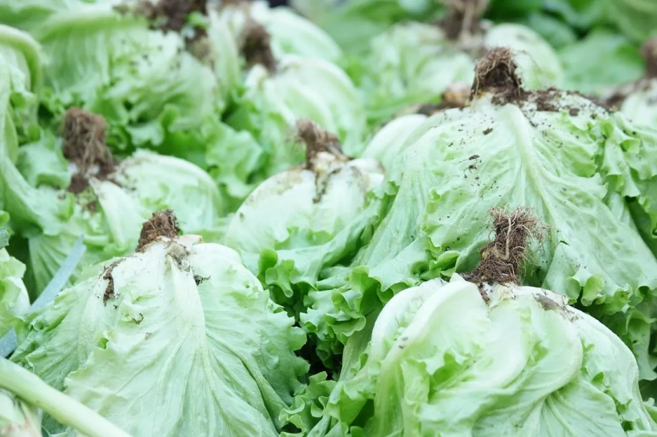 Close up fresh green iceberg lettuce with roots. Organic vegetables background. Growing lettuce at home.