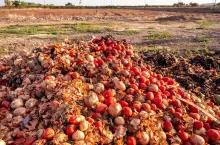 Vegetables thrown into a landfill, rotting outdoors.