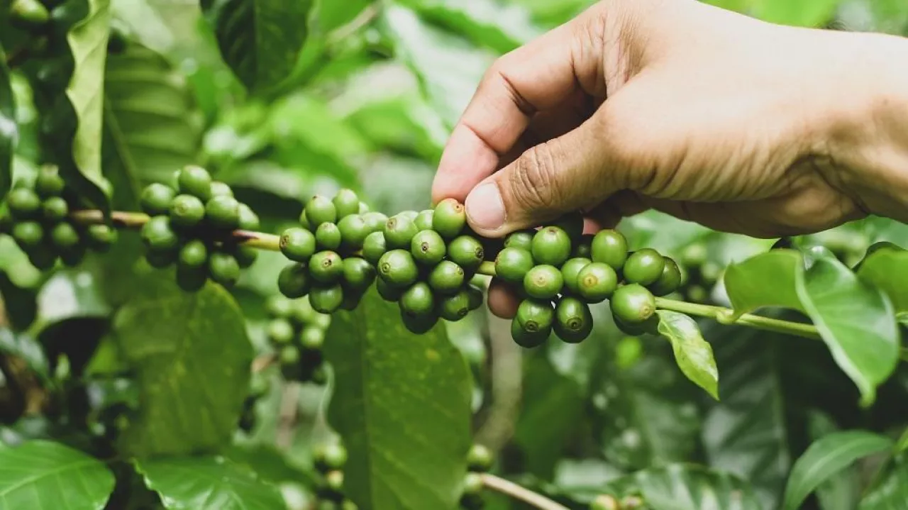 A coffee plantation farmer is caring for the coffee beans on the plant.