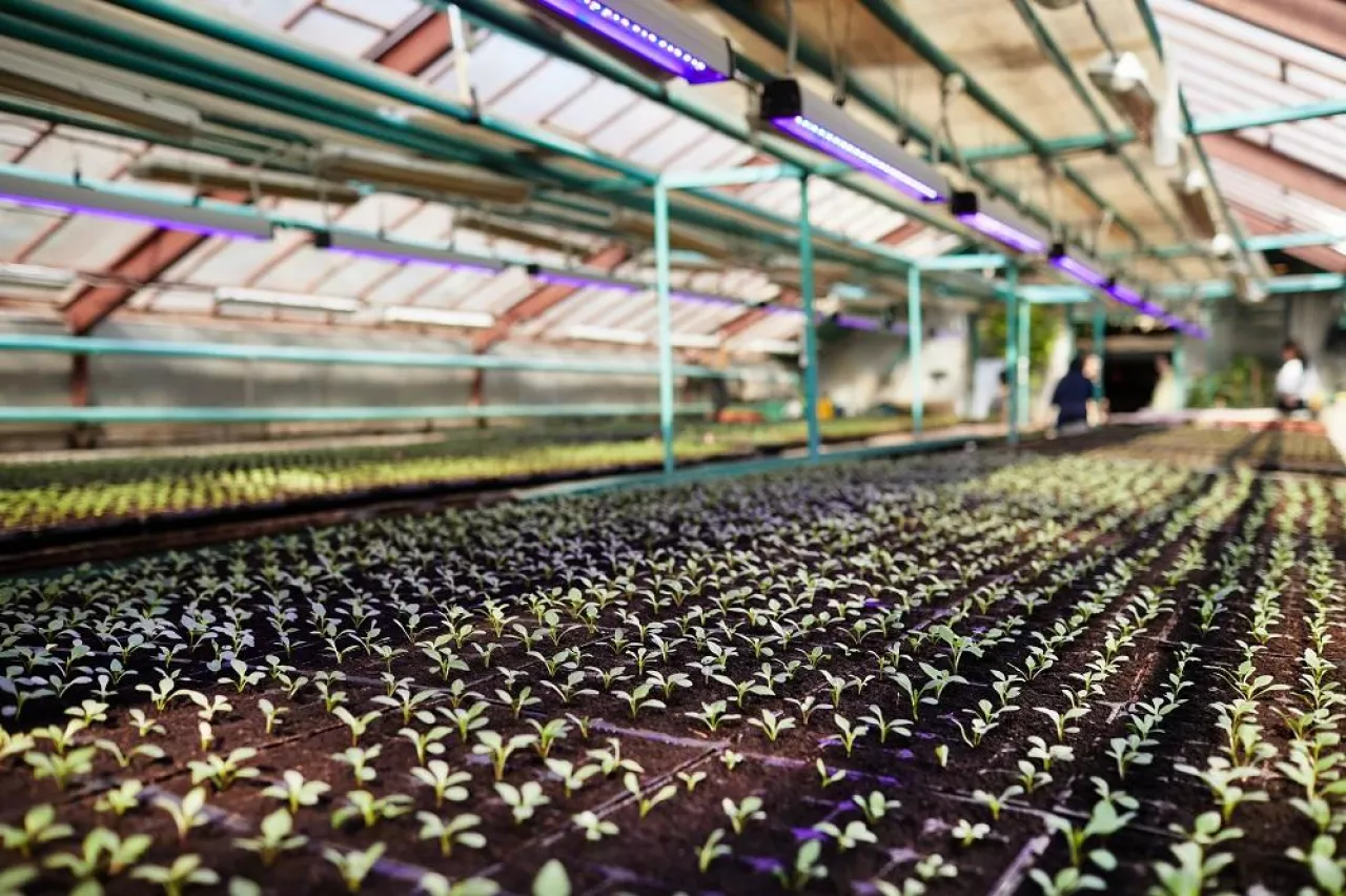 Perspective of long rows of green seedlings sowed in small peat pots inside large vertical farm equipped with modern irrigation system