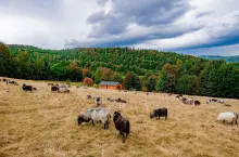View on farm with sheeps in Lower Silesia, Poland. Sudetes