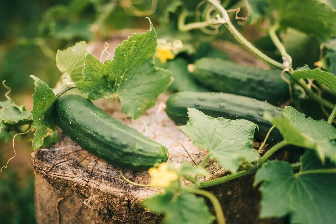 Cucumber plant in vegetable garden