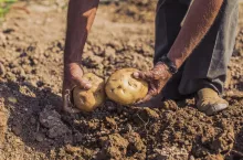 Man harvesting potatoes with pitchfork in a field