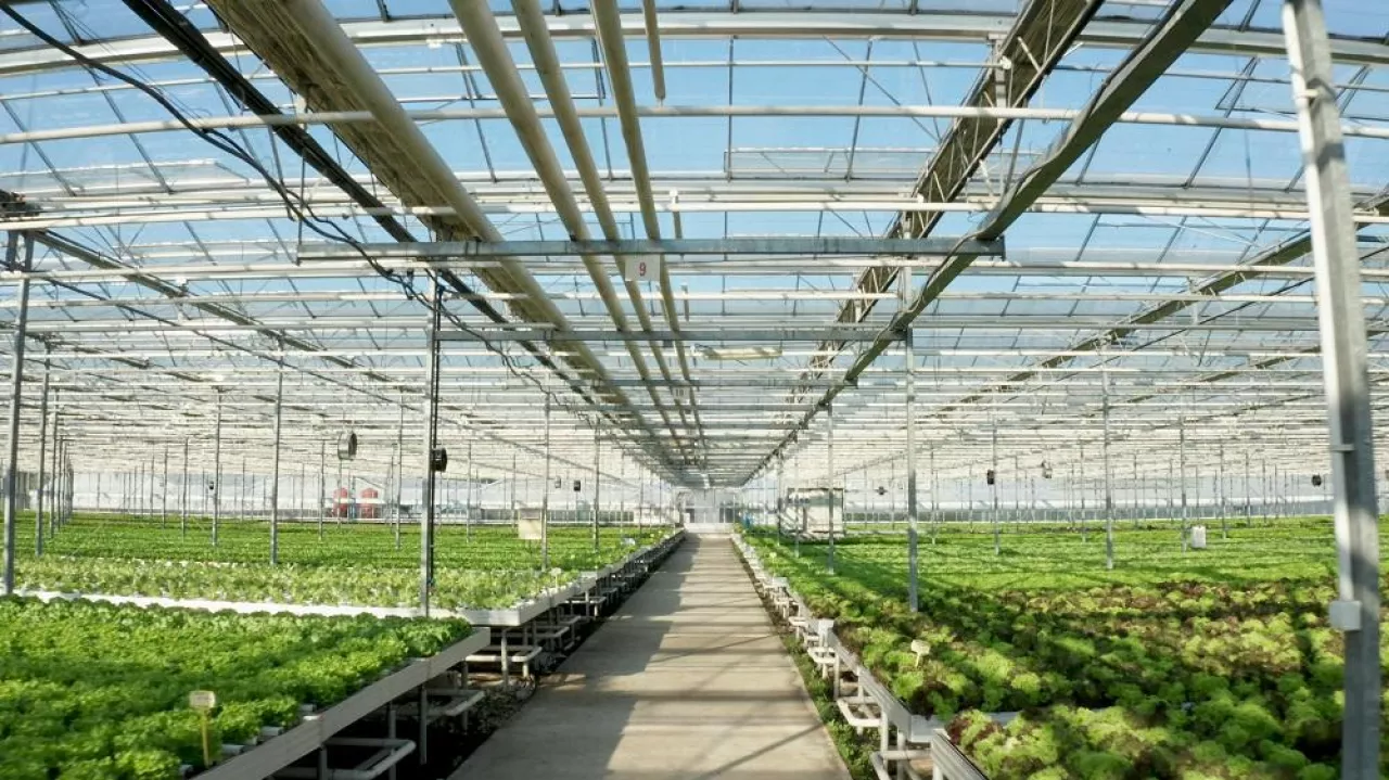 Empty agronomy hothouse plantation with nobody in it having organic fresh cultivated salads ready for agronomy production. Hydroponics system is used for vegetable grow. Agricultural concept