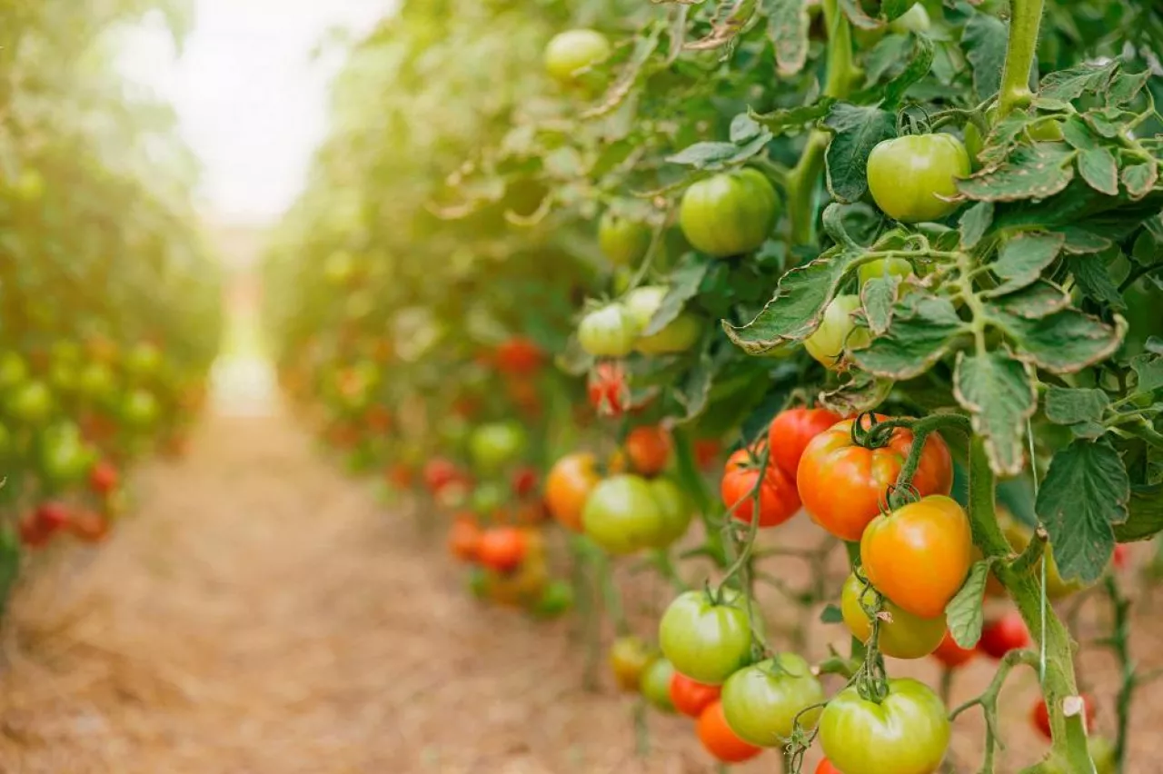 Closeup view on plantation of beautiful, delicious green and red ripe tomatoes grown in polycarbonate greenhouse on blurred background. Tomato hanging on the vine of plant. Horticulture. Vegetables