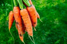 Carrots. Fresh organic harvest of carrots. Bunch of carrots on a background of green grass with copy space