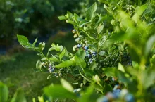 Blueberry bush on sunset, organic ripe with succulent berries, just ready to pick, Blueberries plant growing in a garden field,. Blue berry hanging on a branch, Bio, organic healthy food