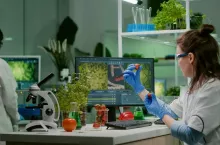 Scientist researcher injecting strawberry with pesticides while working in biological laboratory. Biochemist examining organic fruits typing medical expertise information on computer