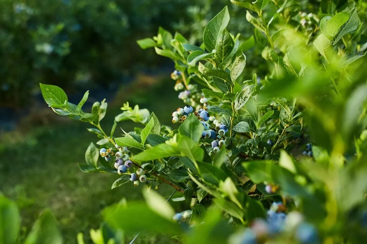 Blueberry bush on sunset, organic ripe with succulent berries, just ready to pick, Blueberries plant growing in a garden field,. Blue berry hanging on a branch, Bio, organic healthy food