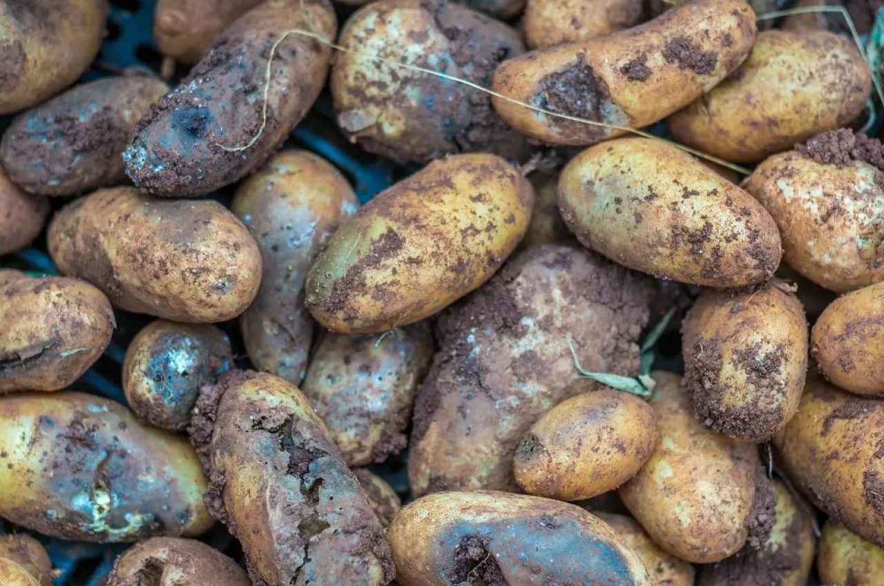 late blight on root of potato