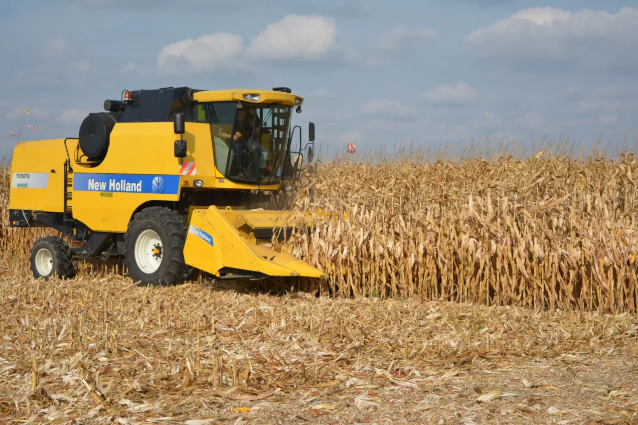 &lt;p&gt;Ceny kukurydzy dołują. Słonecznik tańszy o połowę! Raport z rynków rolnych z 29.09&lt;/p&gt;