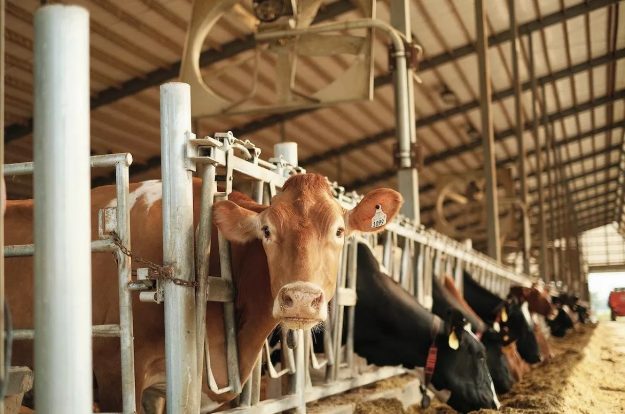 Hodowcy bydła mlecznego, zwłaszcza w głównych państwach członkowskich produkujących mleko, takich jak Niemcy, Francja, Hiszpania i Polska, stoją przed ciągłymi wyzwaniami ze względu na spadek cen mleka od producentów i stale wysokie koszty produkcji.