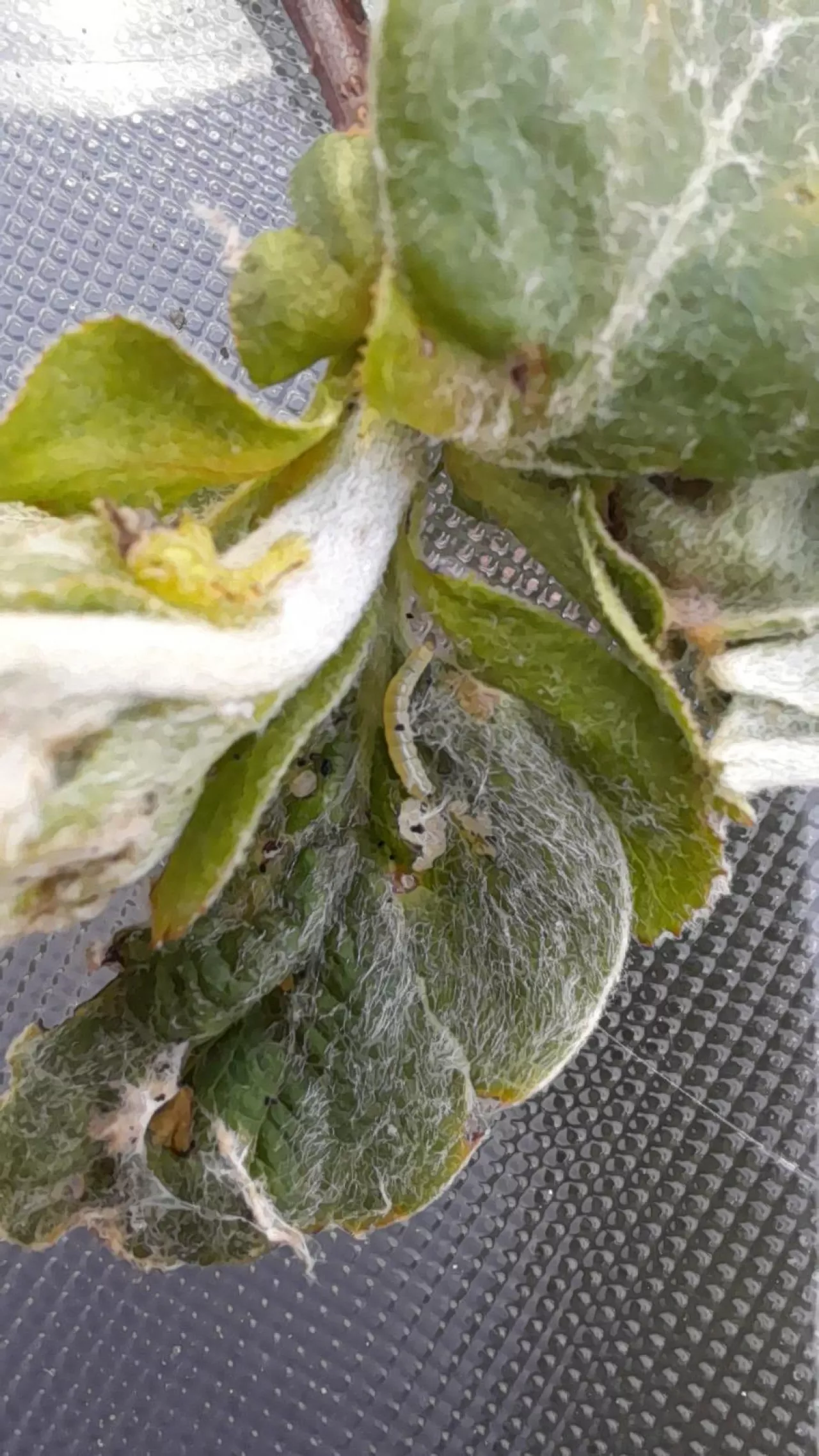 Podczas lustracji sadu należy zwracać uwagę na zwinięte liście, w których prawdopodobnie żerują gąsienice zwójek (np. siatkóweczki, bukóweczki)
