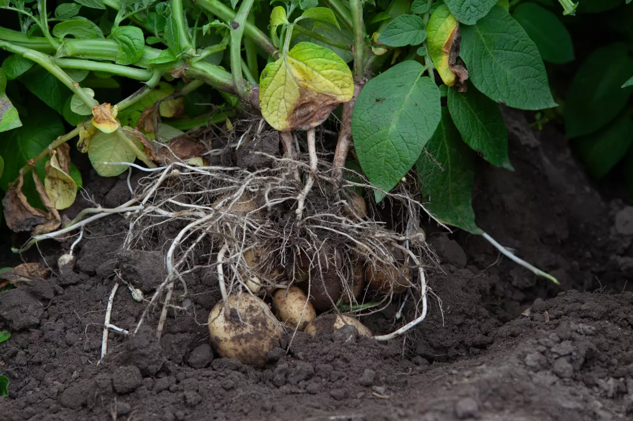System korzeniowy ziemniaka składa się z licznych korzeni bocznych, które wyrastają w kilku miejscach, tworząc kilka odrębnych wiązek, ale trudnych do rozdzielenia na pierwszy rzut oka. Jako pierwsze powstają korzenie wiązkowe wokół kiełka. Następnie ziemniak czerpie składniki i wodę z korzeni, wyrastających z podziemnego przedłużenia łodygi oraz ze stolonów. Te ostatnie (na zdjęciu) odpowiadają za odżywianie powiększających się nowych bulw. Mają szczególne znaczenie dla odżywiania składnikami o małej mobilności, jak siarka, wapń i mikroelementy.