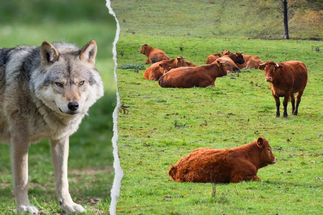 Rolnicy żądają ochrony stad przed wilkami a nie lekceważenia