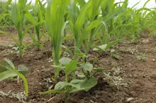 Poletko współrzędowej uprawy kukurydzy z fasolą tyczną pokazywane w 2019 r. na Demo Farmie KWS w Wybranowie